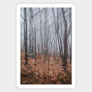 Scary forest Sticker